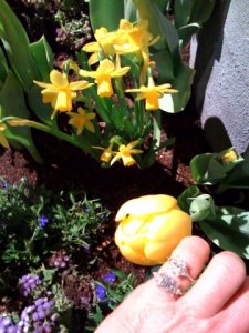 yellowtulip.jpg