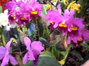 orchids.jpg