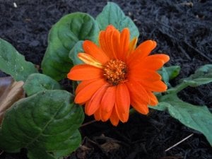 gemstones n flowers 3-19-11 063 (Large).JPG