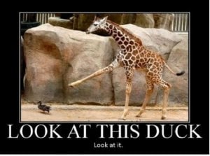 Duck.JPG