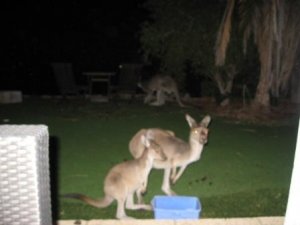 MAC-W Kangaroos Garden 2.JPG