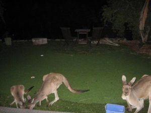 MAC-W Kangaroos Garden 1.JPG
