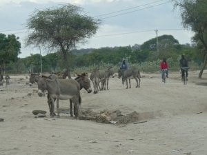 Arusha-Donkey.jpg