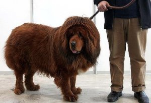 art_dog5-420x0.jpg art_dog5-420x0.jpg