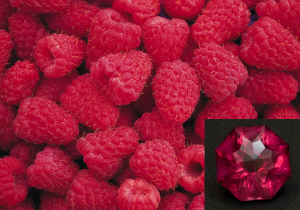 raspberry_rhodo.PNG