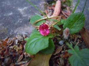 Swala Spinel 041 (Large).JPG Swala Spinel 041 (Large).JPG