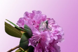 On Flower.jpg