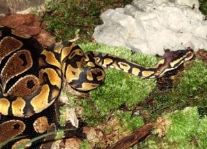 pandora python 2a.jpg