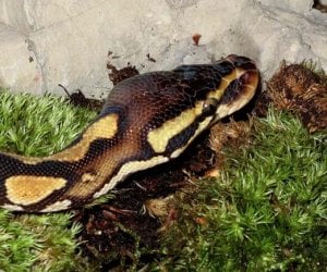 pandora python 3a.jpg