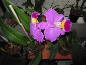 orchid 004.jpg orchid 004.jpg