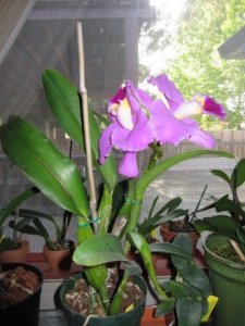 orchid 001.jpg orchid 001.jpg