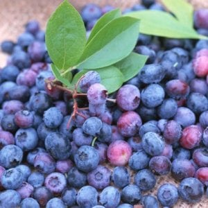 bluberries.jpg