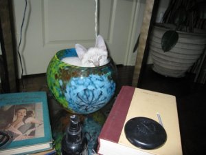 Buddy in the bowl.jpg