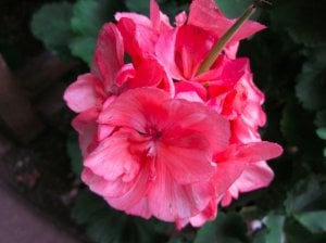 flower5.jpg