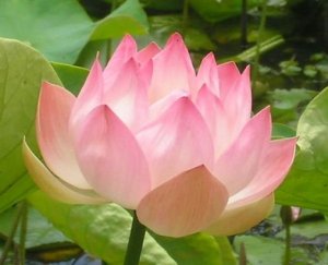 lotusflower.JPG