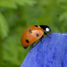 ladybug avatar.jpg