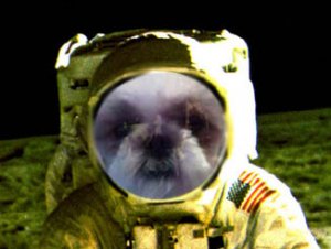 harrietsspacedog.jpg