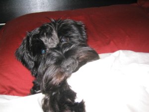 chepe en cama closeup.jpg