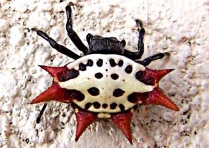 orb-spider-2.jpg