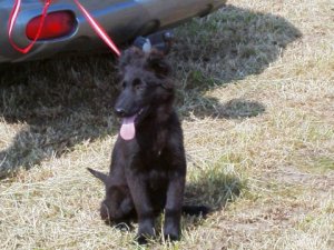 june2007puppie.JPG
