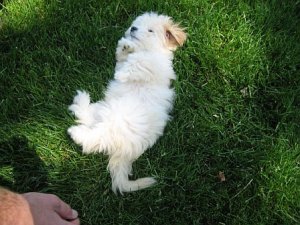 baileygrass1.jpg