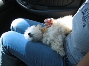 baileysleep.jpg