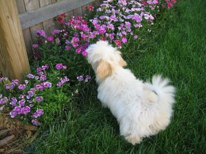 baileyflowers.jpg