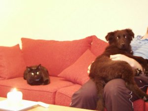 puppykitty2.JPG