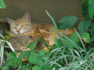 mamaandnewkitties.JPG