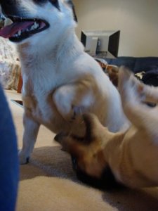 Dogfight3.jpg