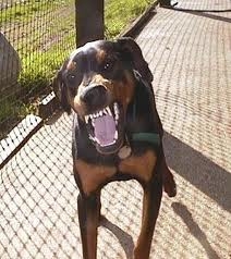 doberman.jpeg