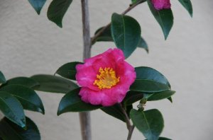 DSC00084.jpg