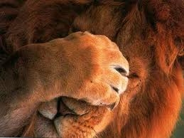 lion.jpeg