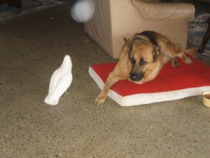 ziggylookingworried.jpg