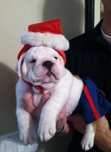 santa pup.JPG