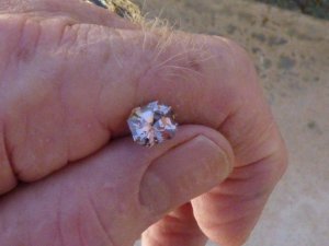 Asscher Spinel-001.jpg Asscher Spinel-001.jpg