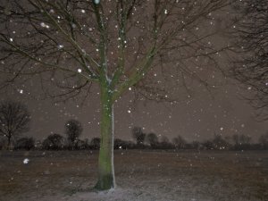 snow_drops_falling.jpg