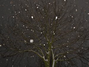 snow_drops_falling_on_tree.jpg