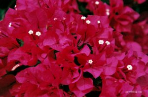 bougainvillea_l.jpg