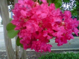 IMG00111-20110715-0825[1].jpg