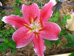 oriental lily_1_1.JPG