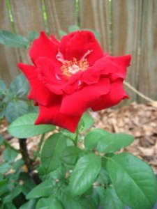 redrose2_1_1.JPG