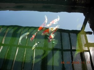 koi 13120.jpg