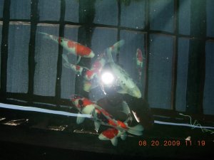 koi 13123.jpg