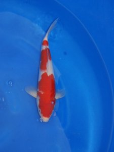 Koi%20275.jpg