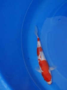 Koi%20282.jpg