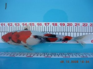 koi 078.jpg