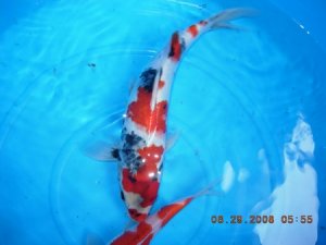 koi 13046.jpg