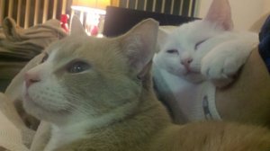 Watching TV with the parents.jpg