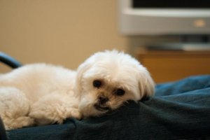 si_furbaby.JPG